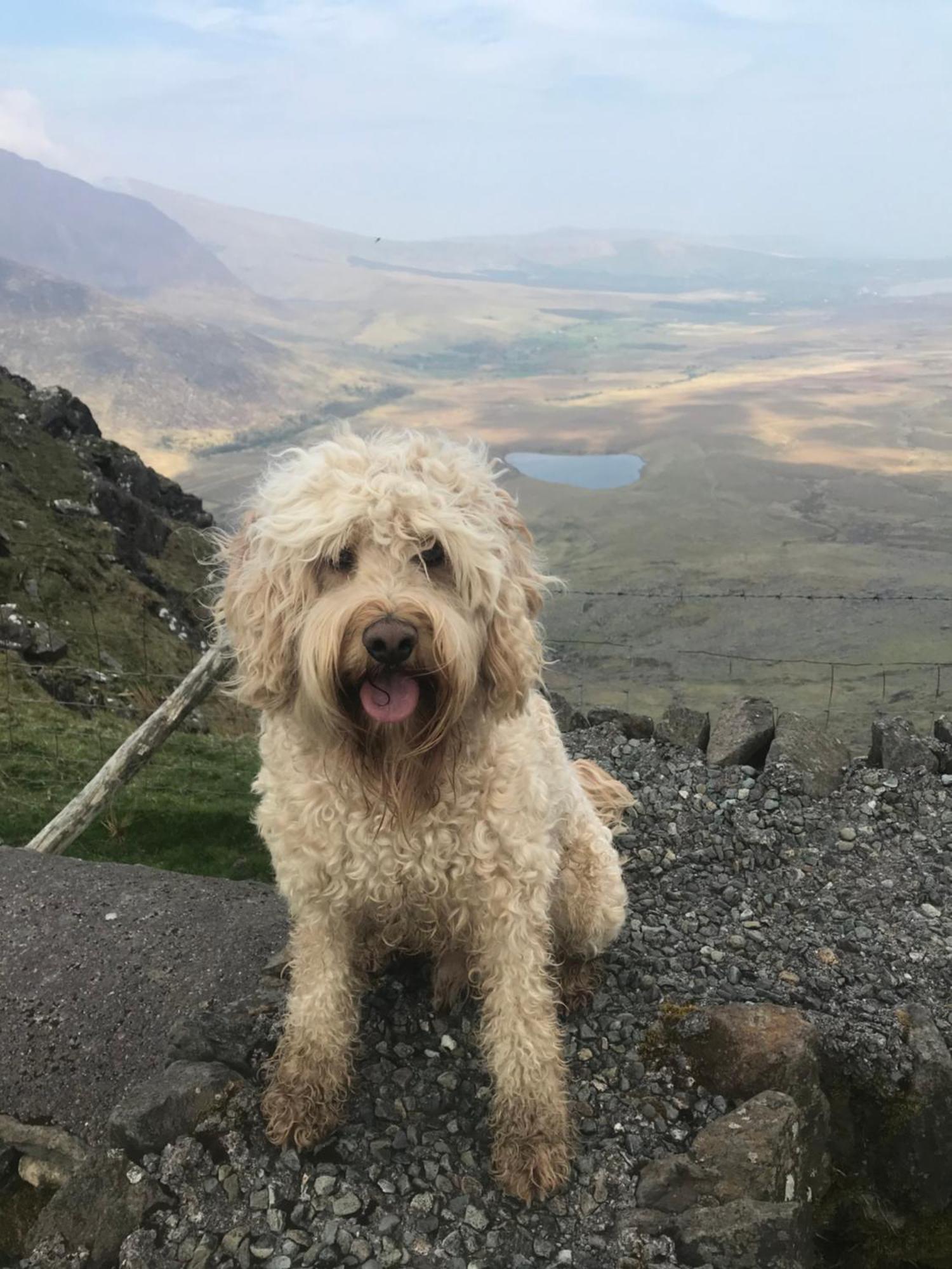 Murphy'S Guesthouse Dingle Bagian luar foto