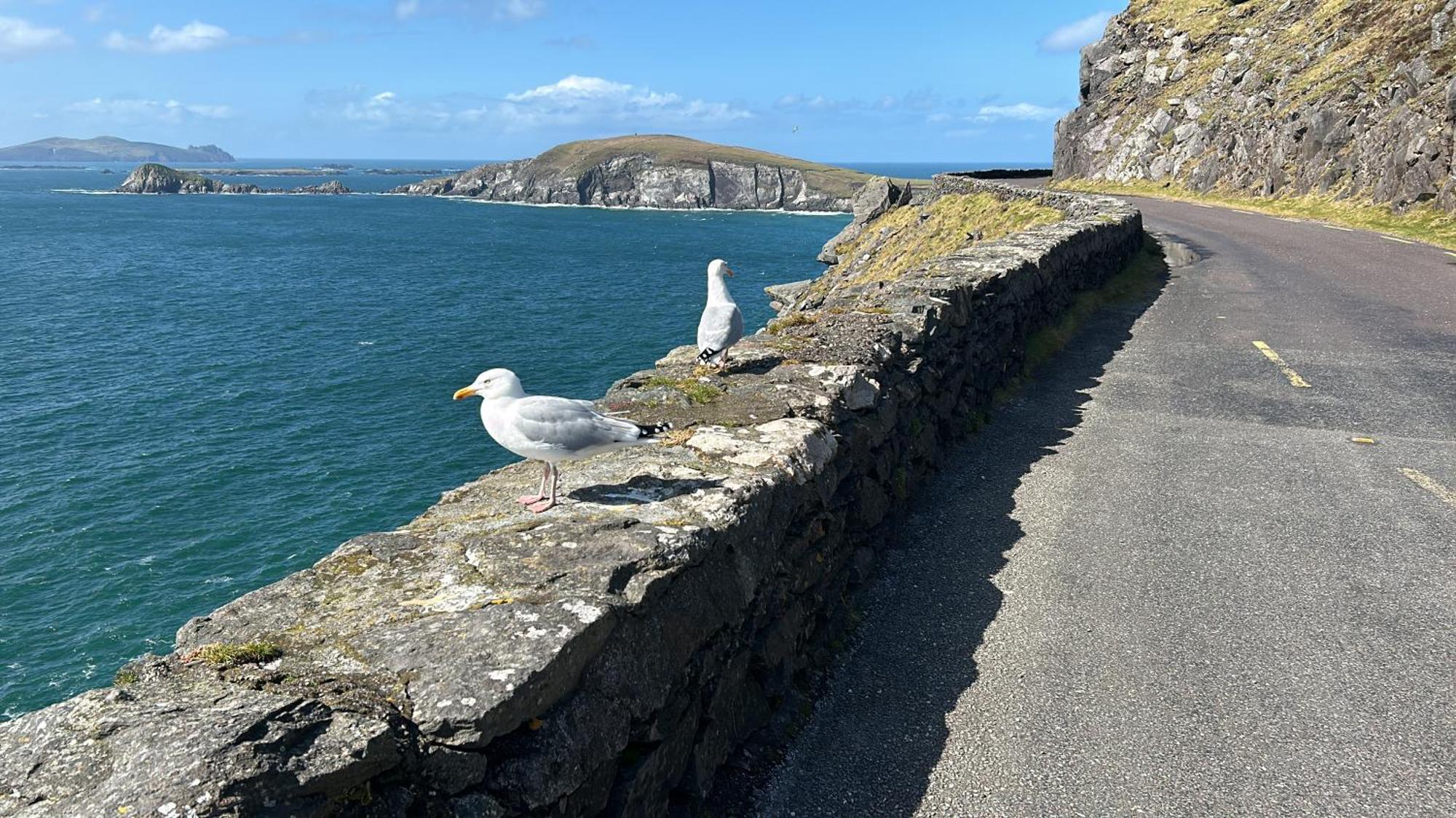 Murphy'S Guesthouse Dingle Bagian luar foto